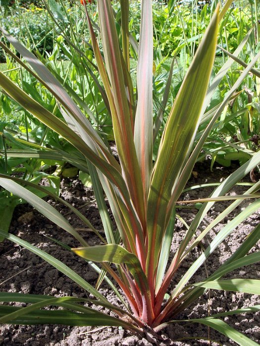Cordyline indivisa 'Sundance'